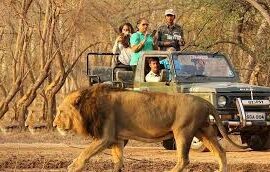 Wildlife Safari