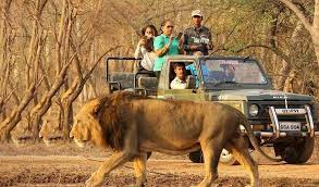 Wildlife Safari